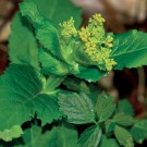 Myrra Lakshmi eterisk olje 5ml thumbnail