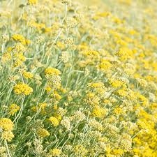 Immortelle Elicriso Eterisk olje 2ml